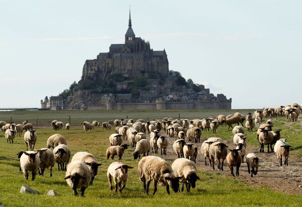 Овцы пасутся возле опустевшего острова-замка Мон-Сен-Мишель в Нормандии - Sputnik Грузия