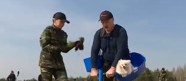 Президент Беларуси удивил мир: Лукашенко на субботнике сажает лес - Sputnik Грузия