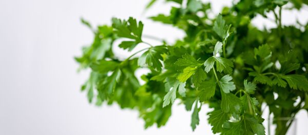 ქინძი - Sputnik საქართველო