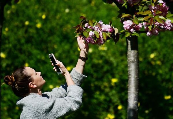 Девушка фотографирует на мобильный телефон цветы черешни на аллее Черешневый сад в Сочи - Sputnik Грузия
