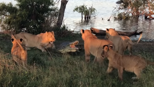 Крокодил выстоял против пяти окруживших его львиц – видео - Sputnik Грузия