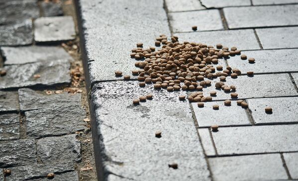 Кто-то рассыпает на улицах в центре Тбилиси собачий корм для бродячих животных. Так люди заботятся о брошенных кем-то в кризис питомцах. Этот снимок сделан на улице Котэ Апхази - Sputnik Грузия