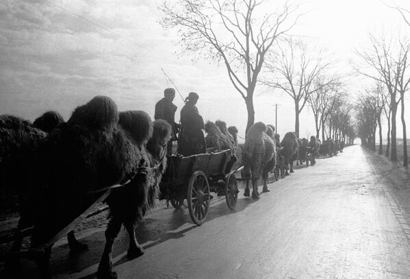Один из первых выстрелов по Рейхстагу сделал боевой расчет, в котором служили верблюды, дошедшие до Берлина от Сталинграда. На фото - верблюды, впряженные в повозки, идут по пригороду Берлина - Sputnik Грузия