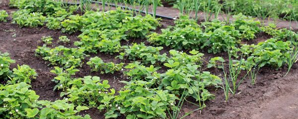 Огород Огород - Sputnik საქართველო