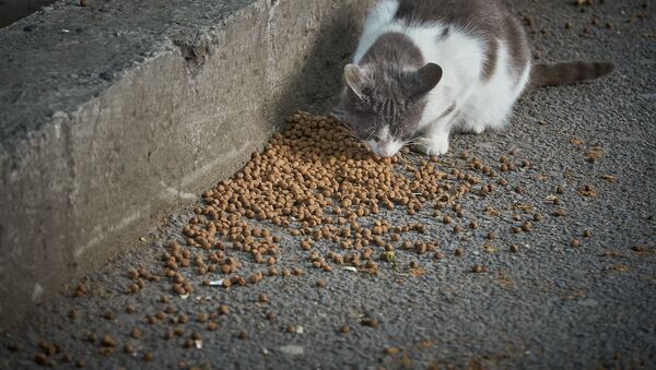 Кошка ест на улице корм, который люди разбрасывают для бездомных животных - Sputnik Грузия