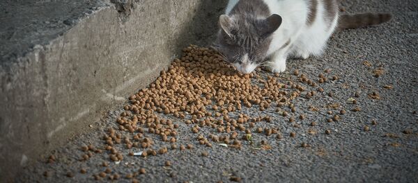 Кошка ест на улице корм, который люди разбрасывают для бездомных животных - Sputnik Грузия