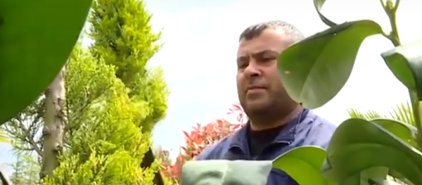 Заперт с деревьями: как карантин отразился на работе садовника - Sputnik Грузия