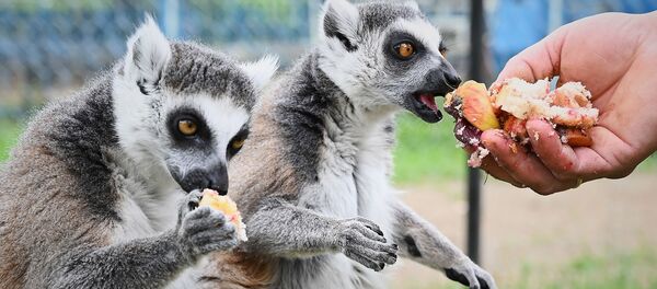 იცოდით, რომ ლემურები მხოლოდ კომოროს კუნძულებზე და მადაგასკარზე ბინადრობენ? მათ სხვაგან ვერსად ნახავთ იცოდით, რომ ლემურები მხოლოდ კომოროს კუნძულებზე და მადაგასკარზე ბინადრობენ? მათ სხვაგან ვერსად ნახავთ - Sputnik საქართველო