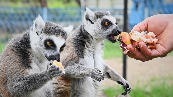 В мире животных. Новый Тбилисский зоопарк. Лемуры обедают - Sputnik Грузия