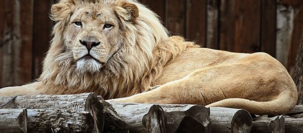 В мире животных. Новый Тбилисский зоопарк. Африканский лев - Sputnik Грузия