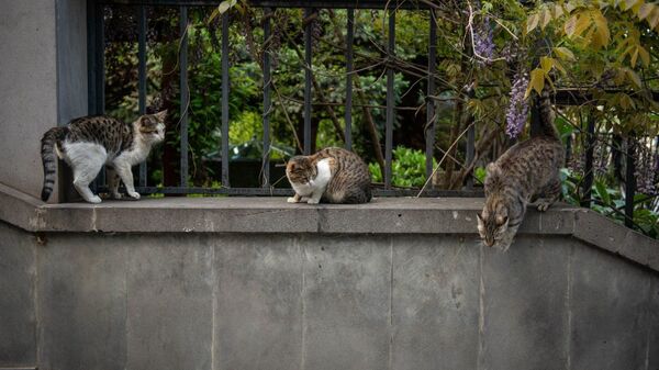 Бродячие кошки играют в парке - Sputnik Грузия