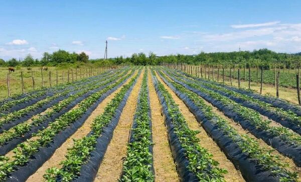 მარწყვს დიდი შრომა სჭირდება და უპატივცემულოდ არც ის გტოვებს - საოჯახო მეურნეობა გურიაში მარწყვს დიდი შრომა სჭირდება და უპატივცემულოდ არც ის გტოვებს - საოჯახო მეურნეობა გურიაში - Sputnik საქართველო