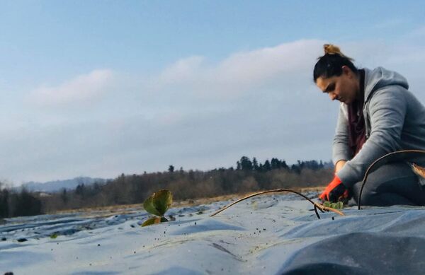 მარწყვს დიდი შრომა სჭირდება და უპატივცემულოდ არც ის გტოვებს - საოჯახო მეურნეობა გურიაში მარწყვს დიდი შრომა სჭირდება და უპატივცემულოდ არც ის გტოვებს - საოჯახო მეურნეობა გურიაში - Sputnik საქართველო