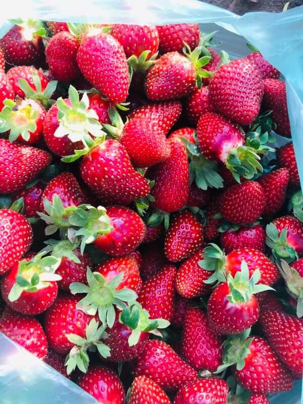 მარწყვს დიდი შრომა სჭირდება და უპატივცემულოდ არც ის გტოვებს - საოჯახო მეურნეობა გურიაში მარწყვს დიდი შრომა სჭირდება და უპატივცემულოდ არც ის გტოვებს - საოჯახო მეურნეობა გურიაში - Sputnik საქართველო