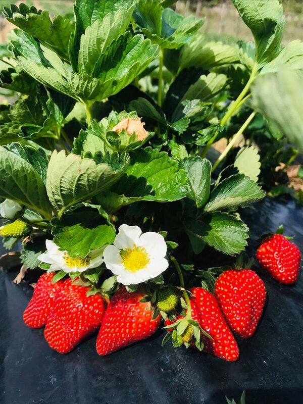 მარწყვს დიდი შრომა სჭირდება და უპატივცემულოდ არც ის გტოვებს - საოჯახო მეურნეობა გურიაში მარწყვს დიდი შრომა სჭირდება და უპატივცემულოდ არც ის გტოვებს - საოჯახო მეურნეობა გურიაში - Sputnik საქართველო