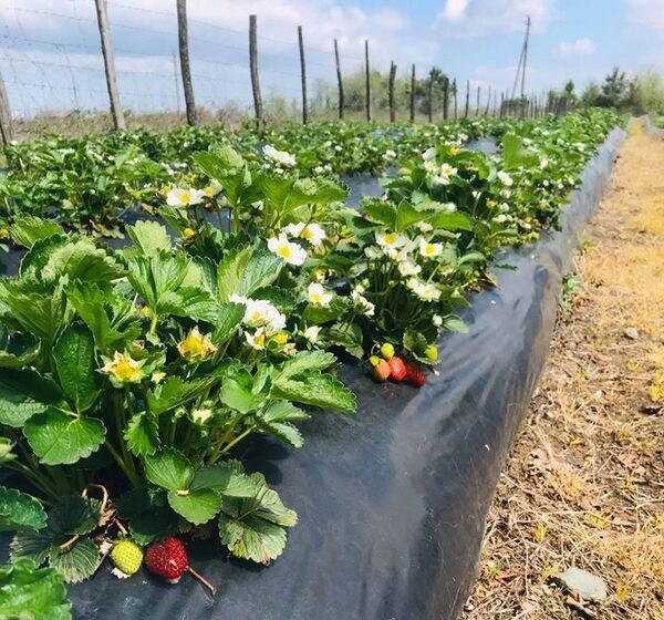 მარწყვს დიდი შრომა სჭირდება და უპატივცემულოდ არც ის გტოვებს - საოჯახო მეურნეობა გურიაში მარწყვს დიდი შრომა სჭირდება და უპატივცემულოდ არც ის გტოვებს - საოჯახო მეურნეობა გურიაში - Sputnik საქართველო