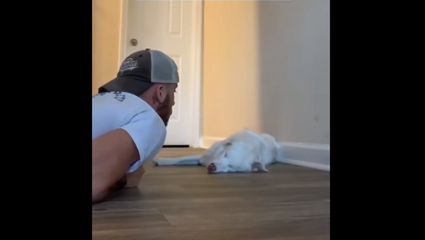 Парень показал, как будит свою незрячую и глухую собаку – милое видео - Sputnik Грузия