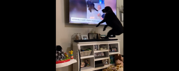 Собака увидела себя по телевизору, и ее реакция покорила Сеть – видео - Sputnik Грузия