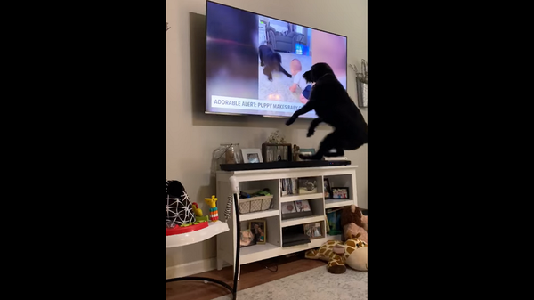Собака увидела себя по телевизору, и ее реакция покорила Сеть – видео - Sputnik Грузия