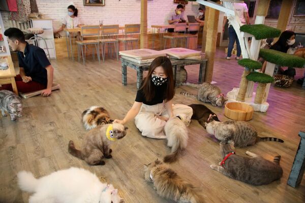 В Бангкоке очень любят кошек, котов и котиков, поэтому кото-кафе там очень популярны. В каждом из них вы можете выпить кофе, съесть десерт и пообщаться с хвостатыми хозяевами - Sputnik Грузия