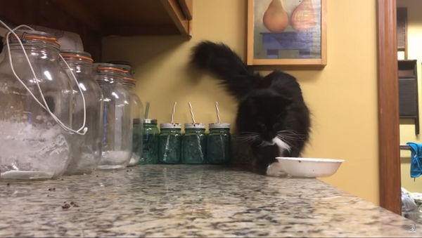Еще немного, еще чуть-чуть: кот ювелирно сбрасывает тарелку со стола – видео - Sputnik Грузия