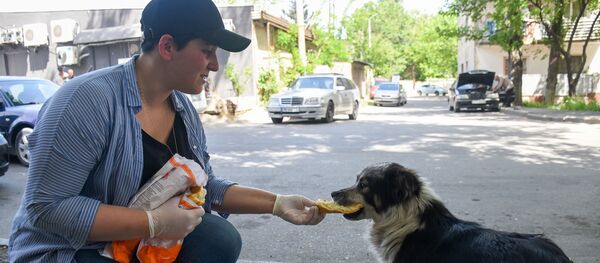 ქუჩის ძაღლი - Sputnik საქართველო
