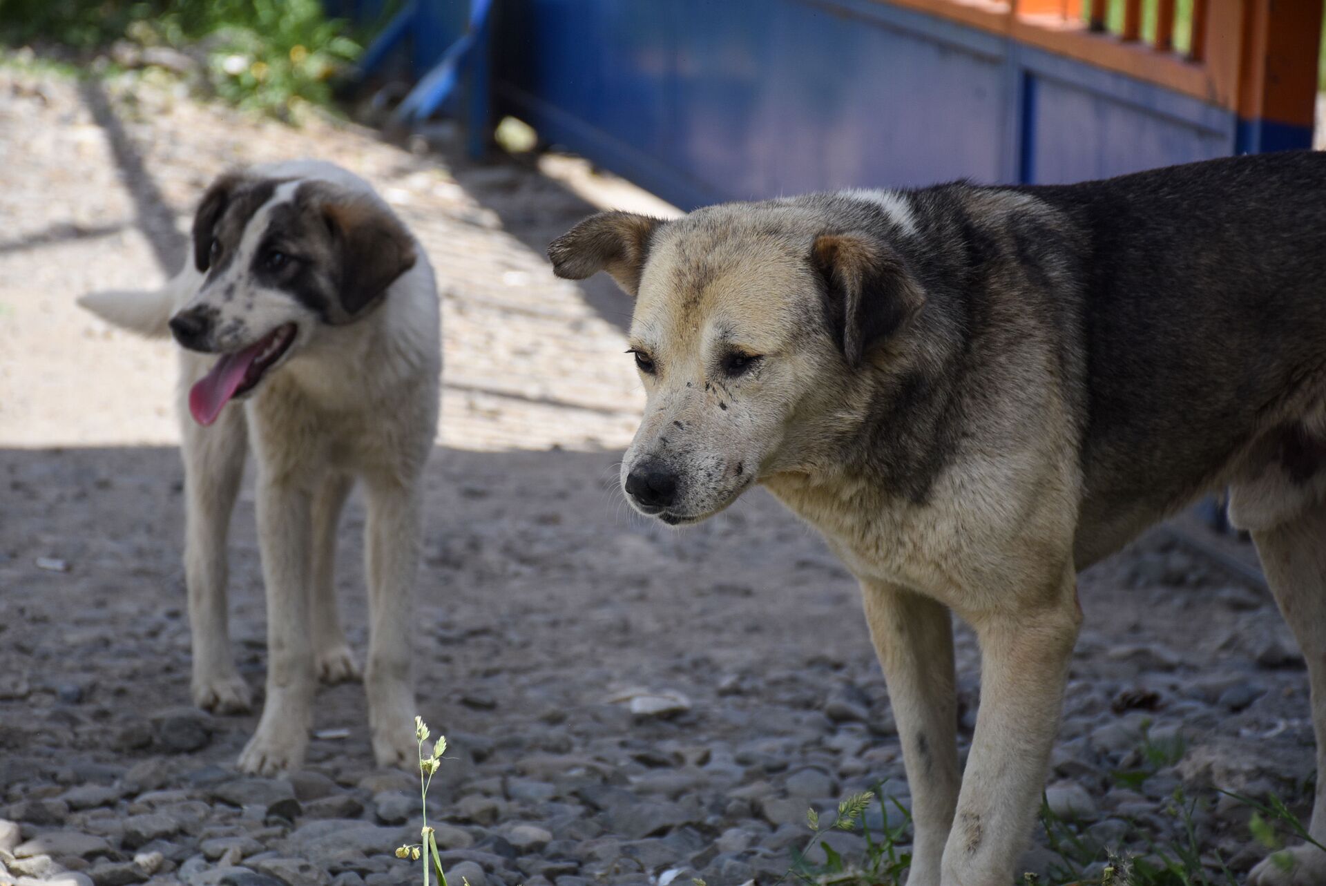 Бездомные собаки - Sputnik Грузия, 1920, 21.06.2022