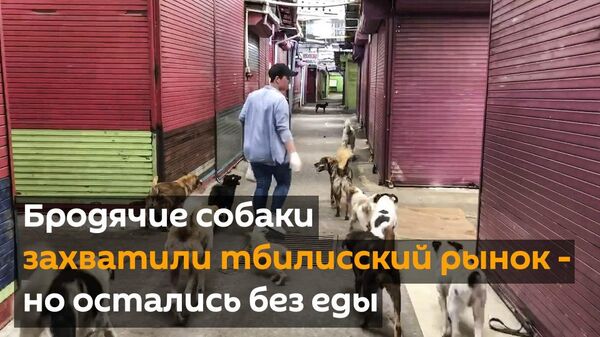 Бродячие собаки захватили тбилисский рынок - но остались без еды - Sputnik Грузия