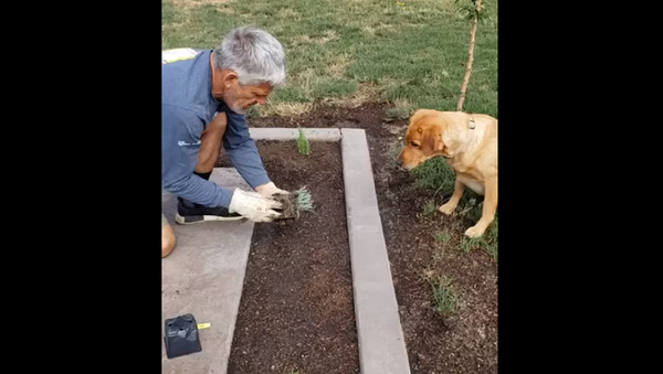Как собака может облегчить жизнь садоводу – забавное видео - Sputnik Грузия