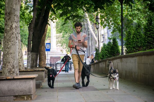 ცენტრალურ ქუჩებში არაერთი ადამიანი სერინობს ძაღლებთან ერთად - Sputnik საქართველო
