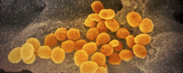 Вид на зараженную коронавирусом клетку под микроскопом - Sputnik Грузия
