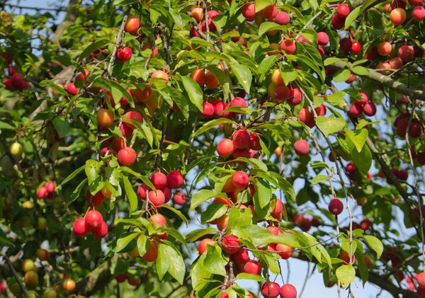 ტყემალი – ბუნების საგანძური ადამიანის ჯანმრთელობისთვის ტყემალი – ბუნების საგანძური ადამიანის ჯანმრთელობისთვის - Sputnik საქართველო