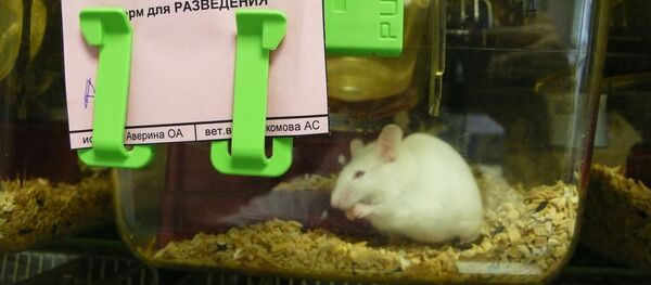 Мышь в лабораторном виварии - Sputnik Грузия