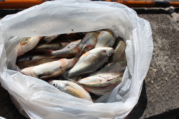 Караванами, пароходами и на двух своих, или Признание в любви родному городу - Sputnik Грузия