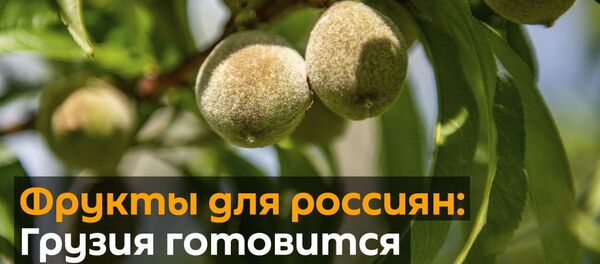 Фрукты для россиян: Грузия готовится к сбору урожая - видео - Sputnik Грузия