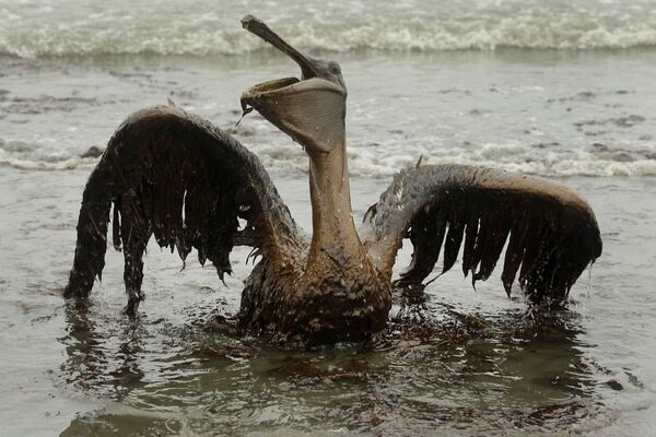 Пеликан, который пострадал от разлива нефти в Мексиканском заливе в 2010 году

 - Sputnik Грузия