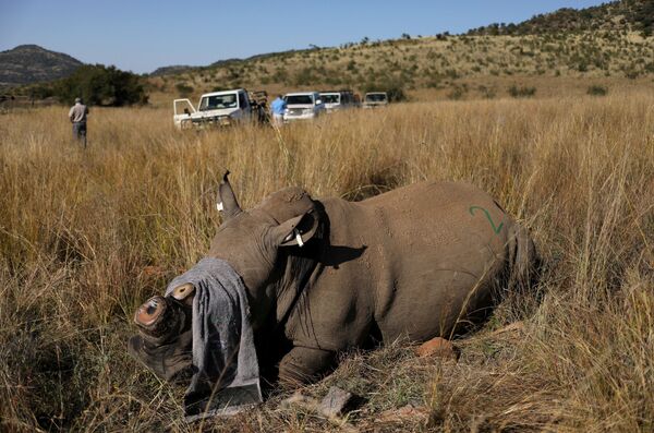 Носорог остался без рога. Было принято решение спилить рог, чтобы он не стал ценной наживой для браконьеров

 - Sputnik Грузия