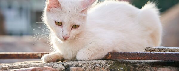 Кошка сидит на солнышке на парапете серных бань в старом городе в районе Абанотубани - Sputnik Грузия