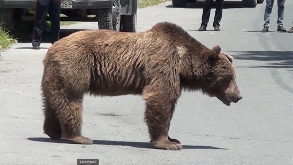 Косолапый турист: в Азербайджане на лечение отправили медведя - видео - Sputnik Грузия