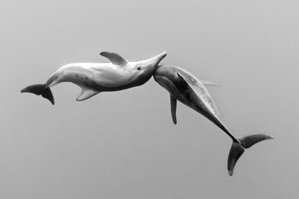 Кристиан Визл Мак Грегор из Мексики запечатлел великолепие дельфинов в их естественной среде обитания. Фотография Королевство красоты и опасности  - Sputnik Грузия