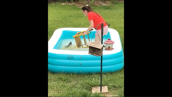 Девушка хотела спасти белку из бассейна, но все пошло не по плану – смешное видео - Sputnik Грузия