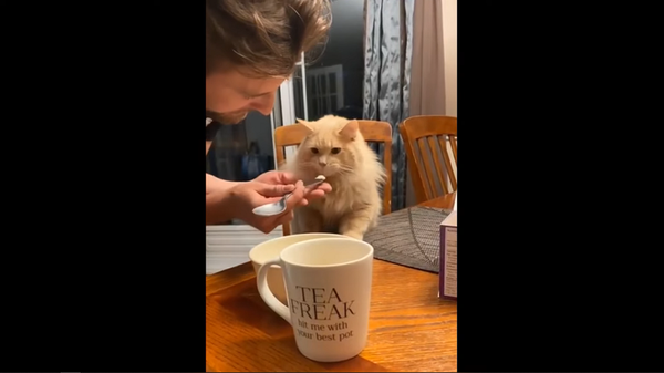 Кот впервые попробовал мороженое – его забавная реакция на видео - Sputnik Грузия