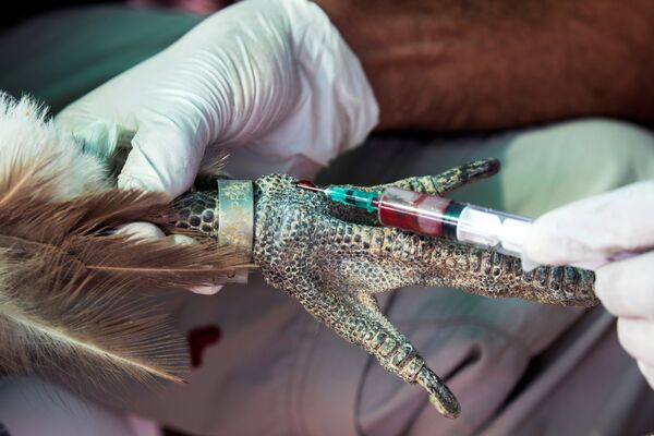 Защитник природы берет кровь из лапы стервятника-грифона на импровизированной станции сбора данных возле Сде Бокер на юге Израиля  - Sputnik Грузия