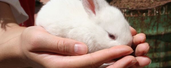 ბოცვერი - Sputnik საქართველო