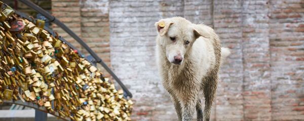 ქუჩის ძაღლი - Sputnik საქართველო