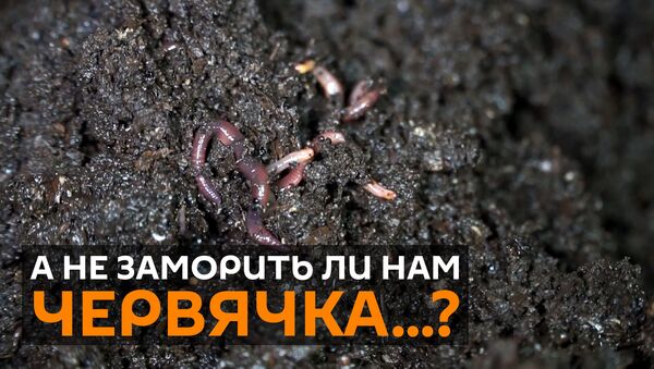 Еда будущего: ученые из Латвии пекут протеиновые кексы из земляных червей - видео - Sputnik Грузия