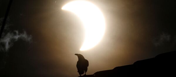 Ворона во время частичного солнечного затмения в Кении  - Sputnik Грузия