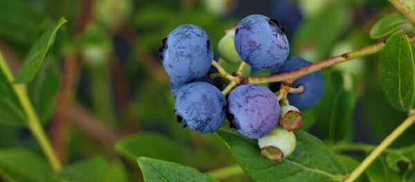 მოცვი მოცვი - Sputnik საქართველო