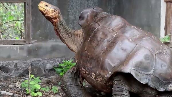 Слоновую черепаху Диего, спасшую свой вид от вымирания, выпустили на волю - видео - Sputnik Грузия