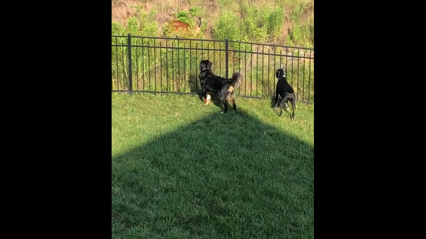 Собаки хотели поиграть с олененком на виду у его матери, но зря – забавное видео - Sputnik Грузия